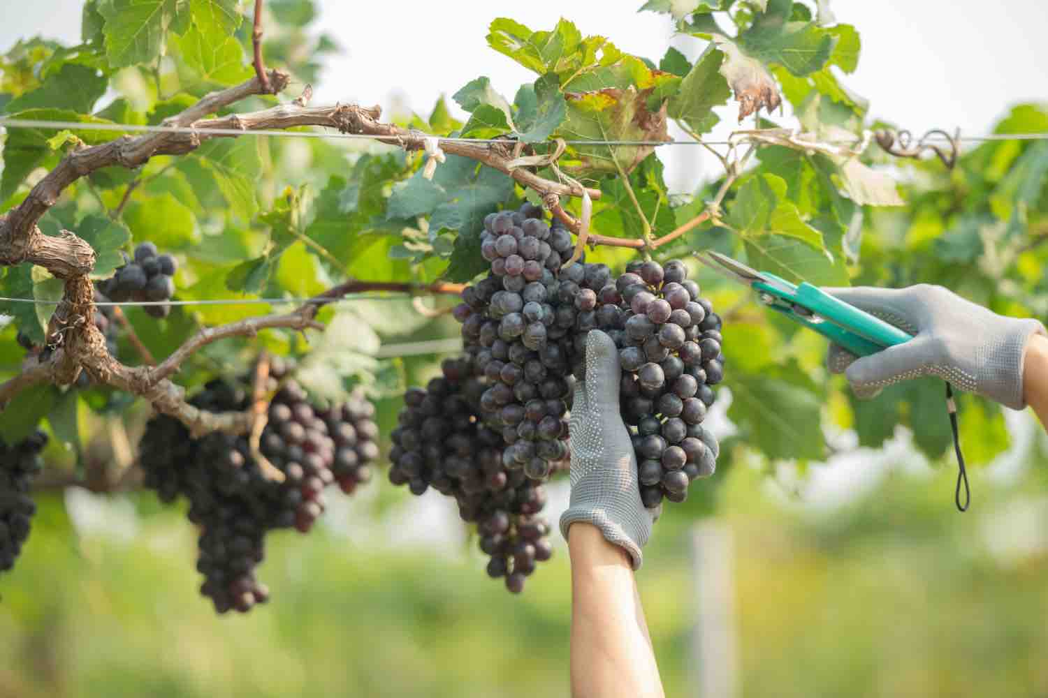 Bouturer la vigne : quelle est la meilleure période selon les saisons ?