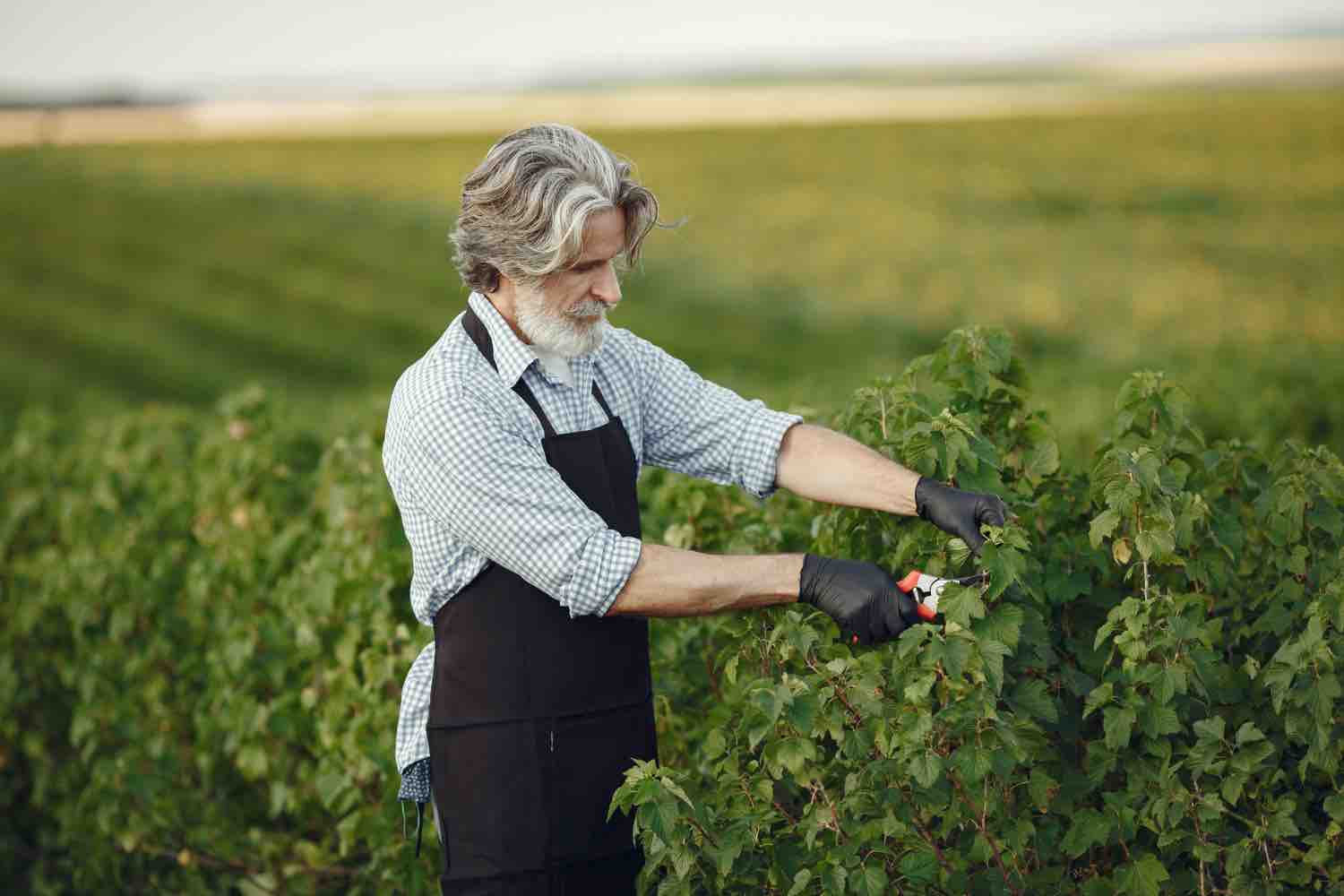 Bouturer la vigne