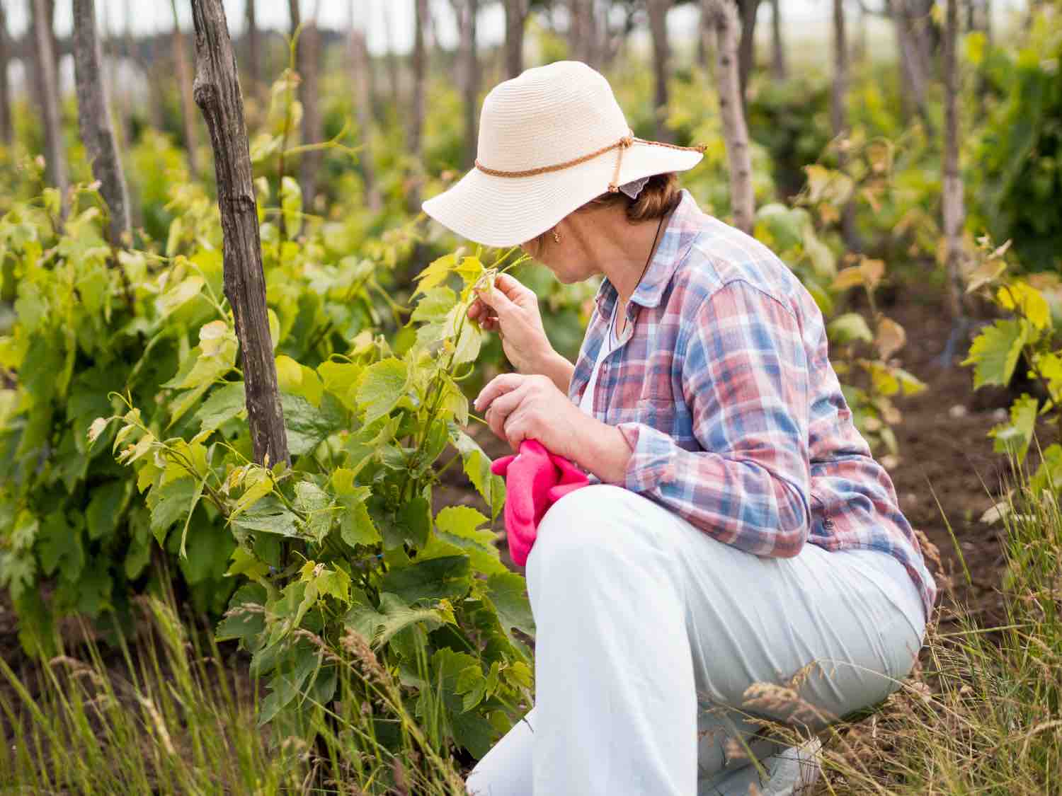bouturer la vigne