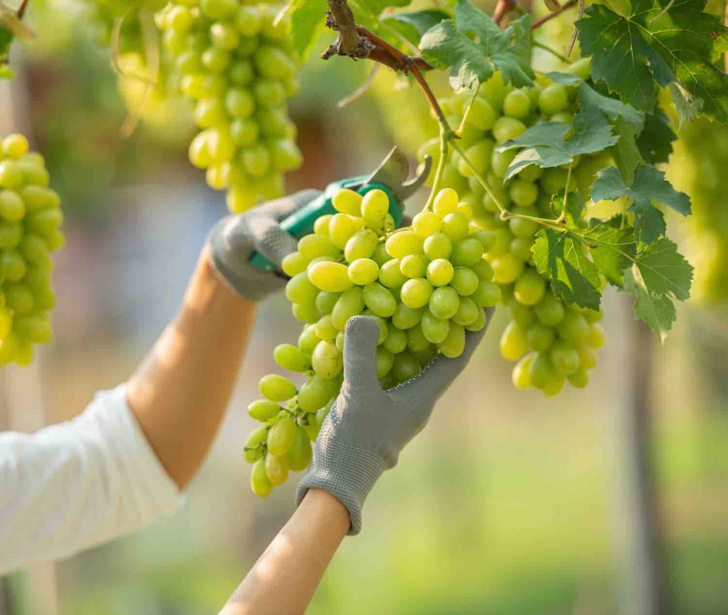 Bouturer la vigne : comment réussir facilement dès la première fois ?