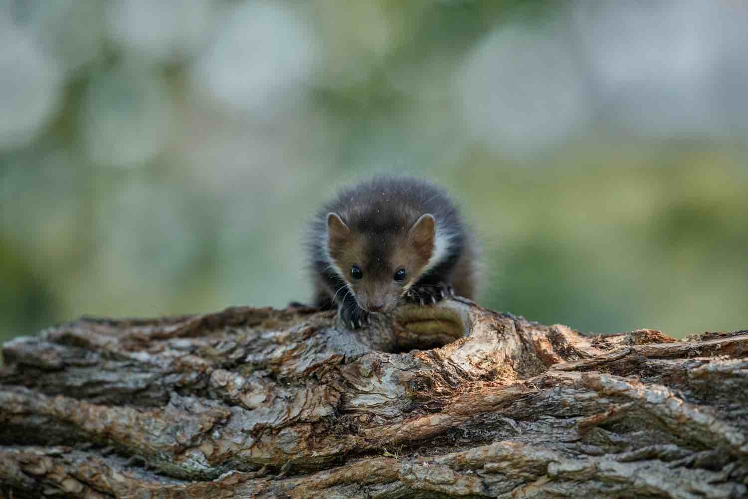 musaraigne bebe