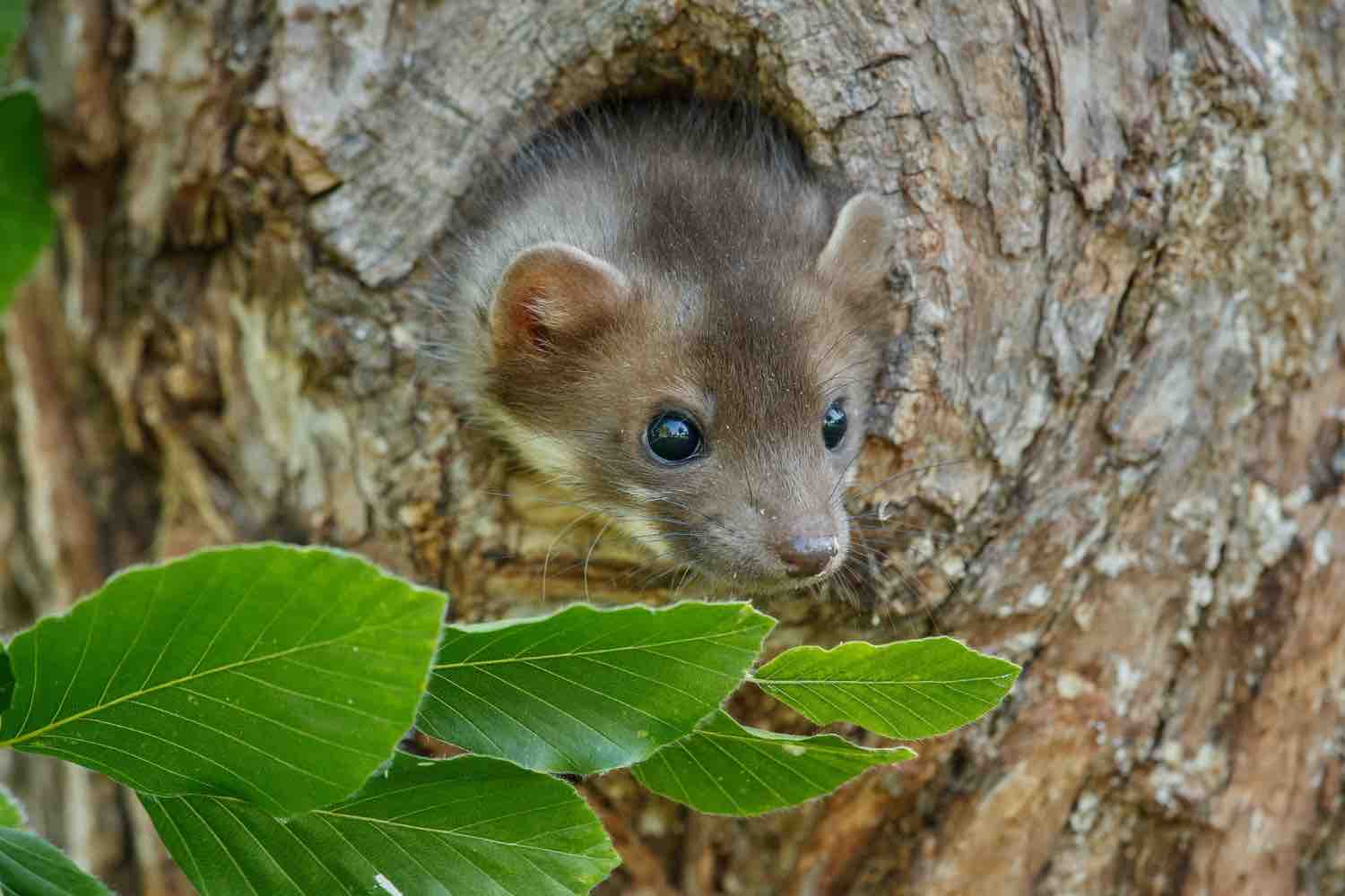 Musaraigne bebe : pourquoi elle est précieuse au jardin